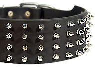 3 inch custom spiked collar for Cane Corso